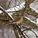 Robin O'Neil Photo 10