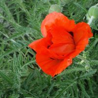 Bruce Matheson Photo 25 Bruce Matheson Photo 25