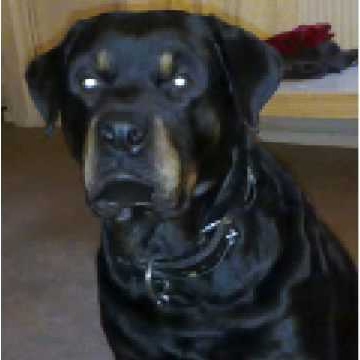 Julie Copeland Photo 44