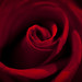 Rose Sharp Photo 10