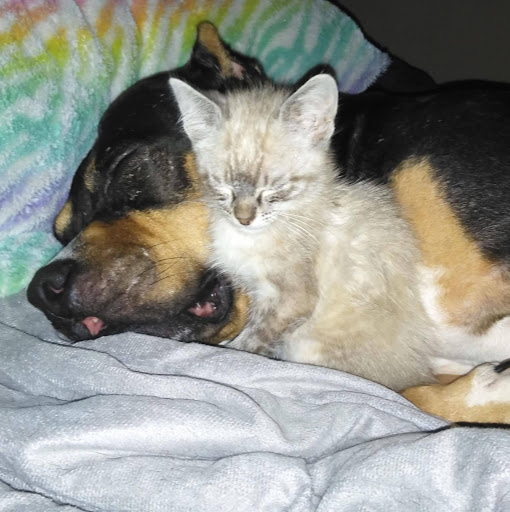 Julie Steele Photo 47