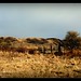 Patricia Gates Photo 15