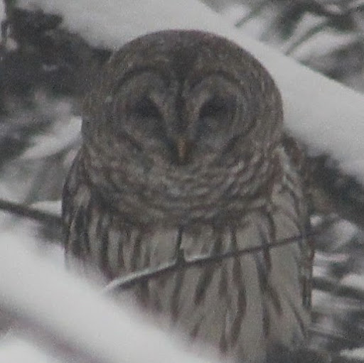 Judith Phillips Photo 23