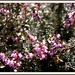 Erica Spring Photo 11