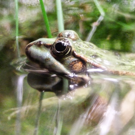 Ingrid Bongers Photo 4