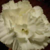 Vickie Cole Photo 29