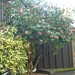 Christine Macgregor Photo 25