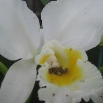 Gayle Cooper Photo 3