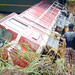 Yen Lai Photo 29