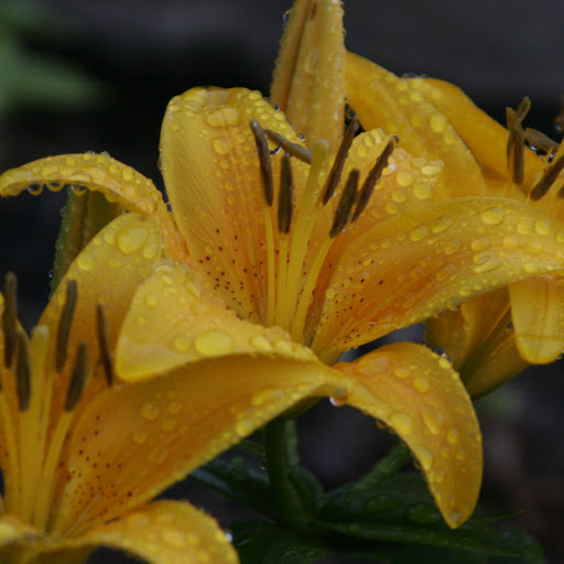 Phyllis Mclaughlin Photo 23