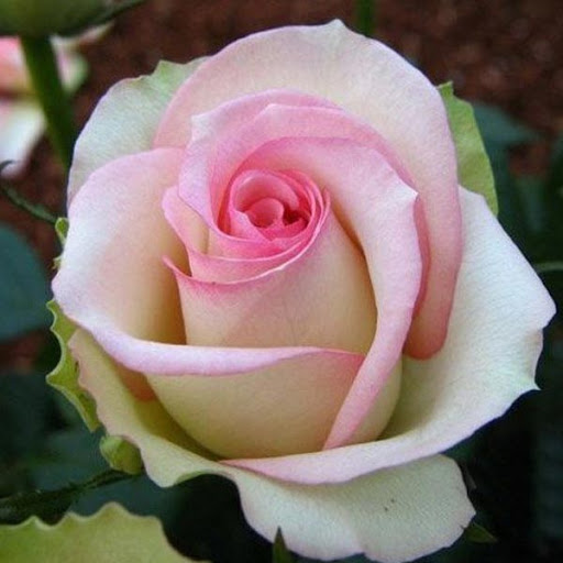 Rose Wheeler Photo 9