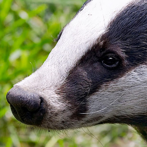 Sarah Badger Photo 25