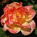 Luis Rose Photo 13