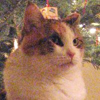 Anne Howard Photo 38