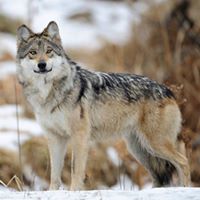 Lynn Jacobs Photo 13