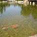 Stephen Carp Photo 8