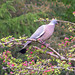 Glen Bird Photo 24