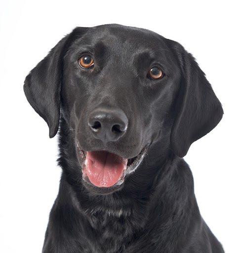 Anne Dawson Photo 34 Anne Dawson Photo 34