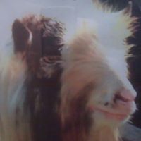 Bruce Albert Photo 34