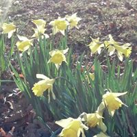 Sam Davis Photo 21 Sam Davis Photo 21