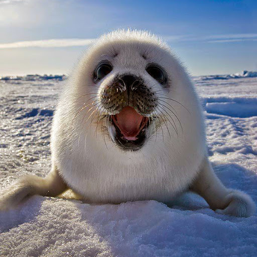 Allen Cheng Photo 36