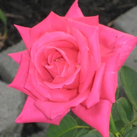 Theresa Lyons Photo 6