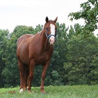 Howard Short Photo 16