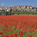Joan Primavera Photo 7