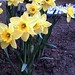Joanne Bloom Photo 29