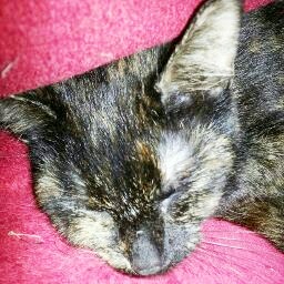 Laura Trapp Photo 11