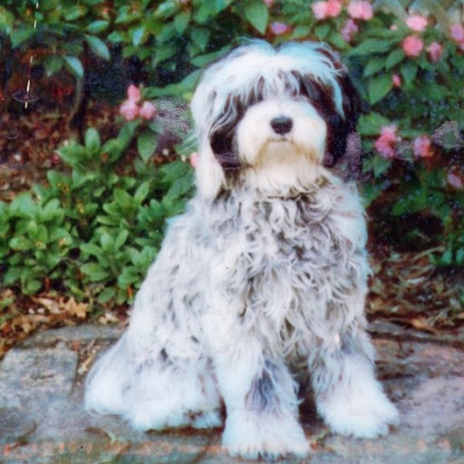 Gayle Mccarthy Photo 24