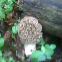 Susan Hummel Photo 9