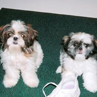 Vickie Elkins Photo 3