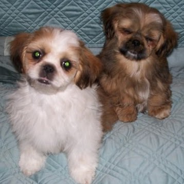 Connie Davidson Photo 6