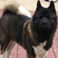 Robert Fellman Photo 11