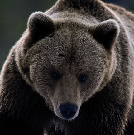 Robert Browne Photo 42 Robert Browne Photo 42