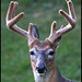 Rudolph Buck Photo 7