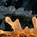 Laura Freeze Photo 17
