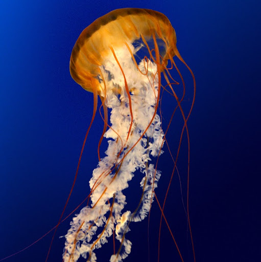 Janice Sherfey Photo 9