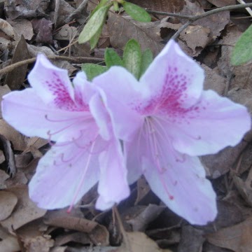 Sheryl Watts Photo 8