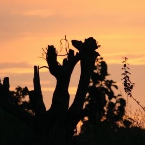 Laura Krause Photo 47