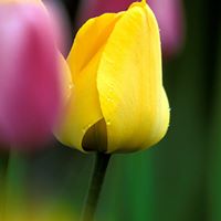 Teresa Handy Photo 10