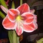 Christine Huff Photo 27