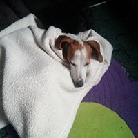 Joyce Mcclain Photo 17