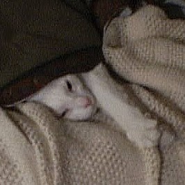 Christina White Photo 21