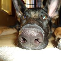 Houston Stephens Photo 5