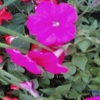 Marilyn Mckee Photo 7