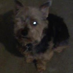 Allen Harris Photo 19