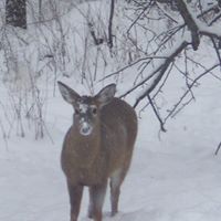 David Dingman Photo 14