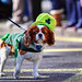Irish Martin Photo 17